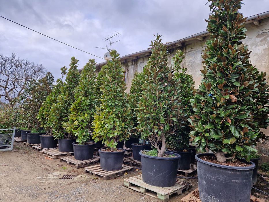 Vând magnolia grandiflora copac si tufa , magnolia veșnica verde