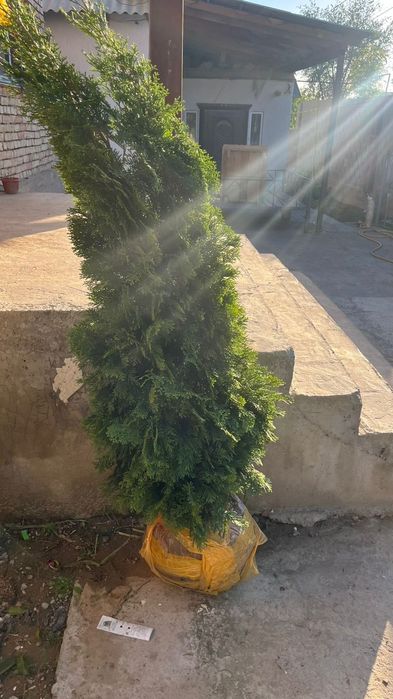 Туя Ёлкасы сатылады