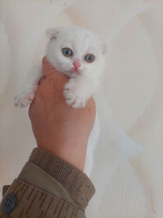 Скоттиш Фолд к,из бола 2 ойлик