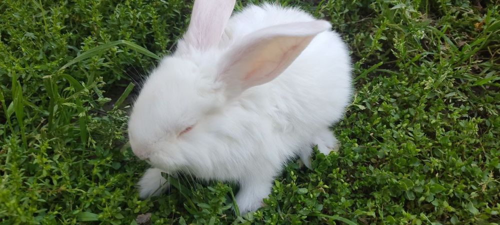 Кролики 1 месяц.quyonchalar 1 oylik