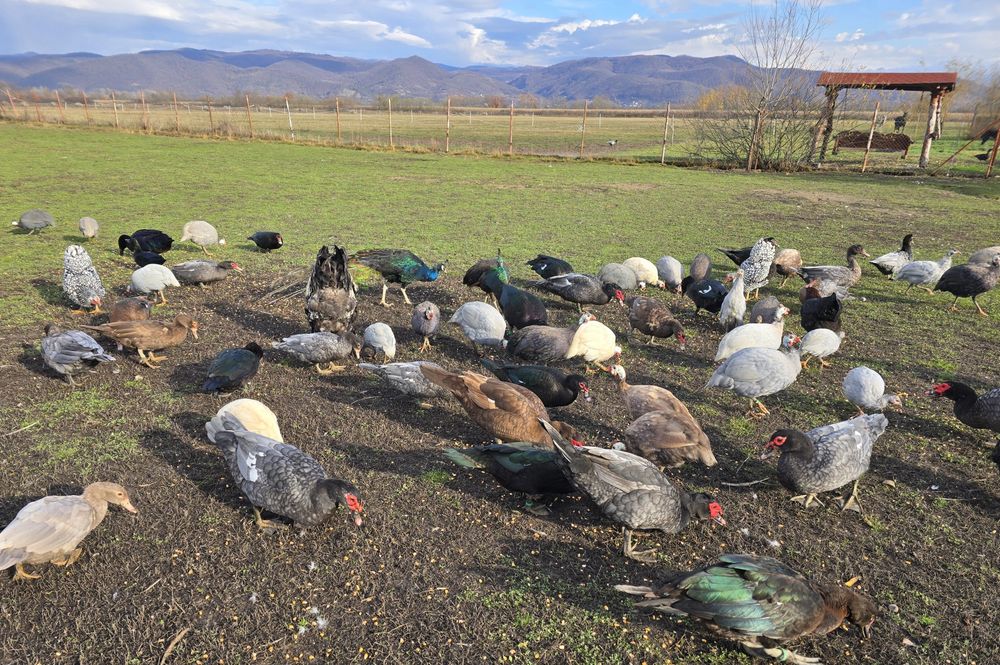 Rațe Lesesti / Mute