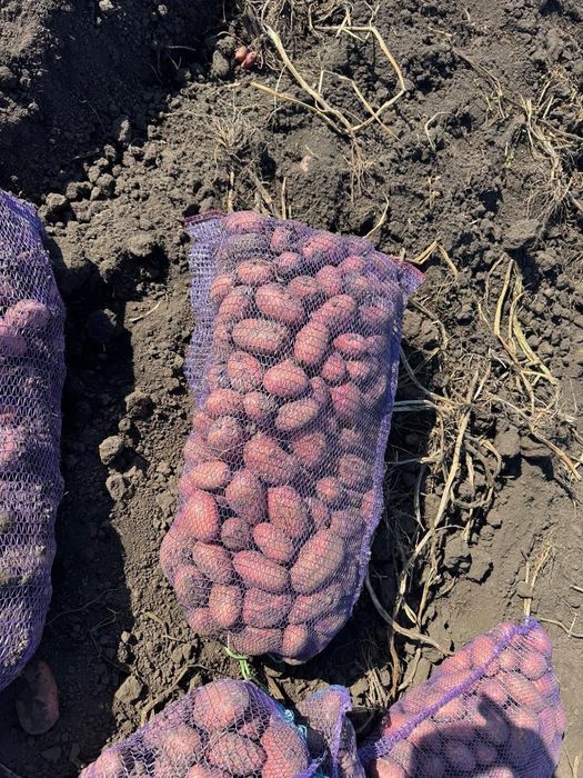 Картофель в Павлодаре