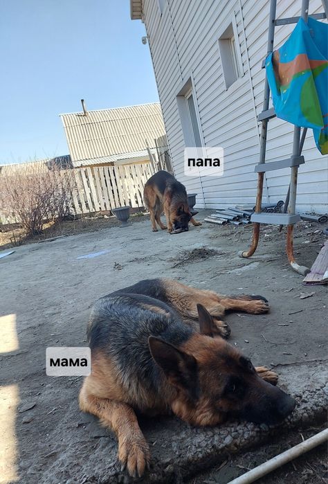 Щенки немецкой овчарки