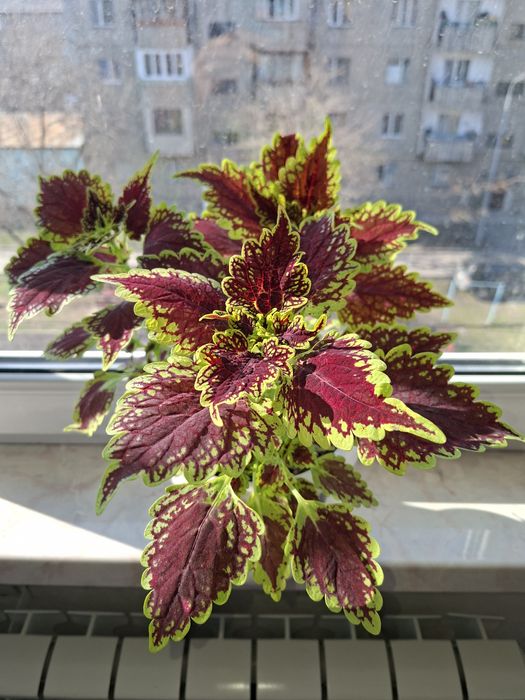 Комнатные цветы - Колеус