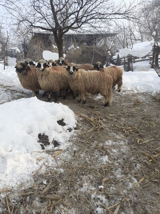 berbecuți de vinzare, 16 lei kg