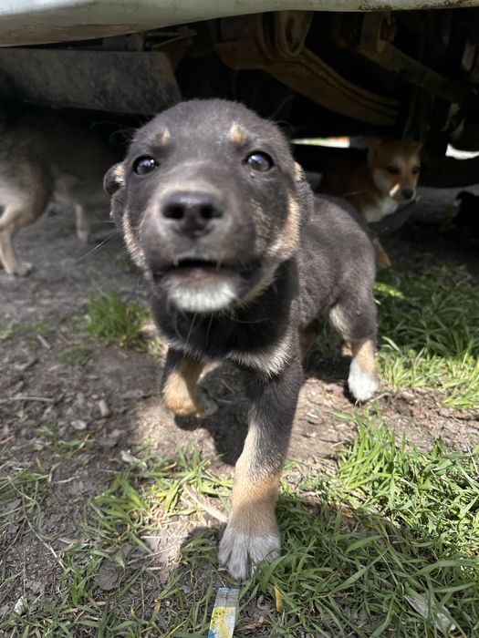 Отдам щенят девочки