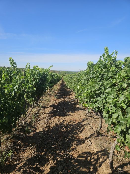 Vand Struguri Merlot si Negru de Drăgășani