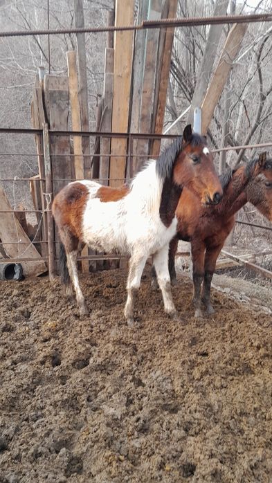 Құнан асау,жеребчик не обученый.