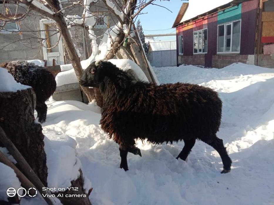 1 жылдык семиз гисар кошкарлар