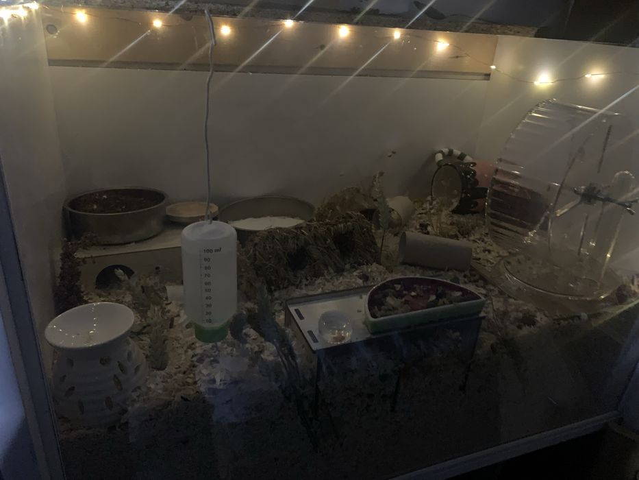 Hamster cage/ enclousure