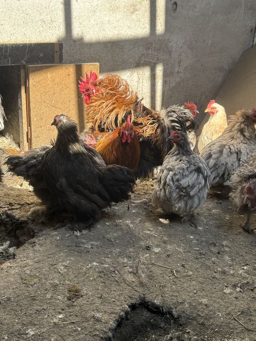 Продам карликовых курей