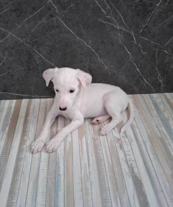 Отдам в добрые руки щенков