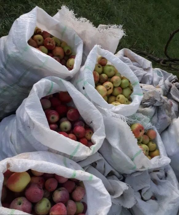 Mere de vanzare pentru tuica 0,80 bani / kg, gata culese