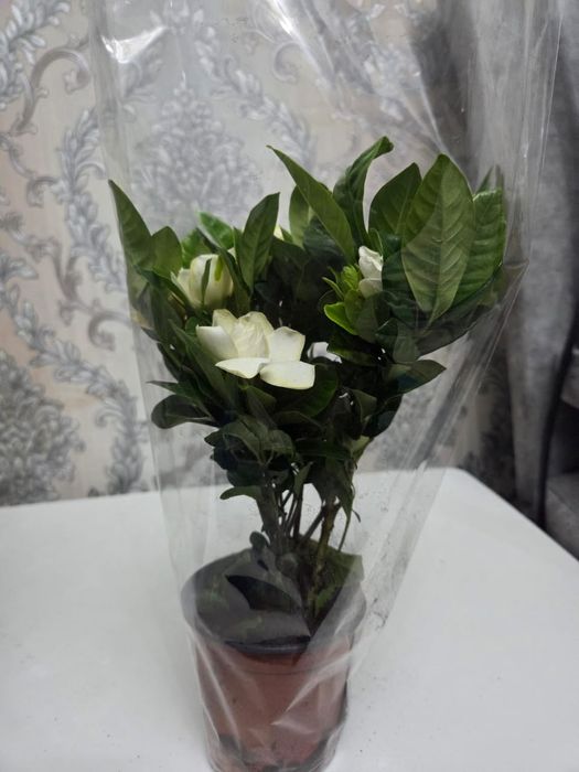 Домошние цветы , Үй өсімдіктері