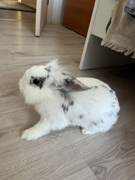 Продаю деккоротивного кролика