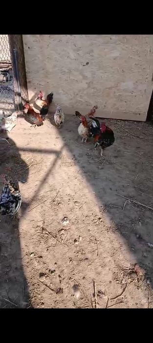 Карликовые куры бентамка