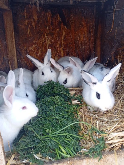 Vând iepuri rasa mixta