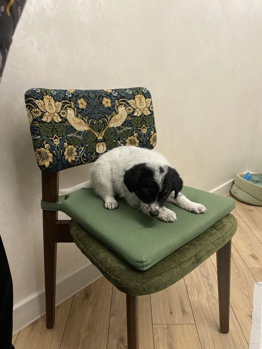 Щенок кобель плмесь