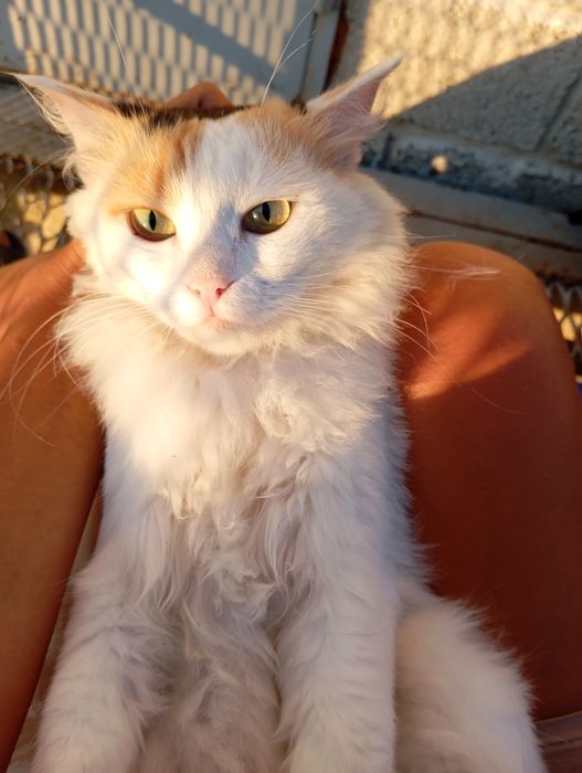 Кошка стерилизованная