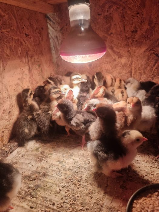Pui  Combatant indian Marans Araucana