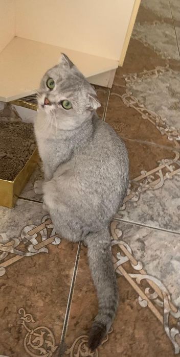 Шотланская вислоуха