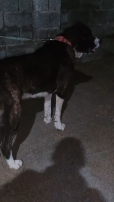 Ит сатлады еркек