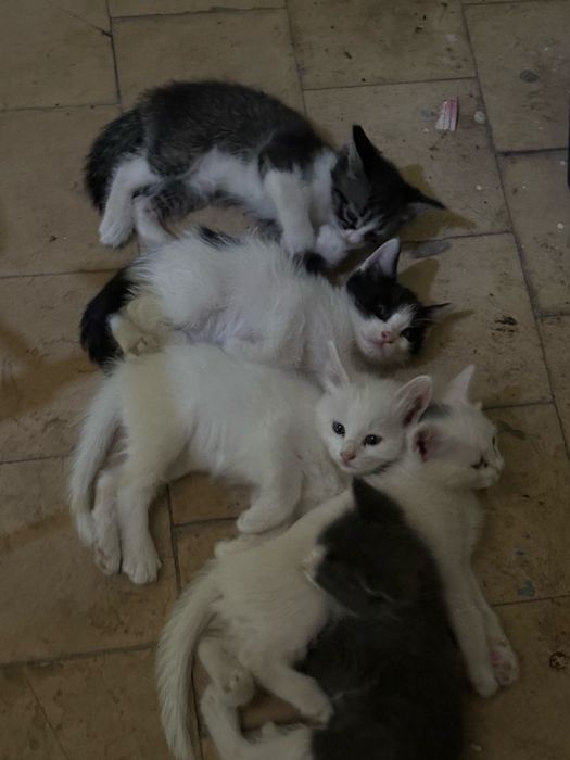 Котятки,  спасите малышей