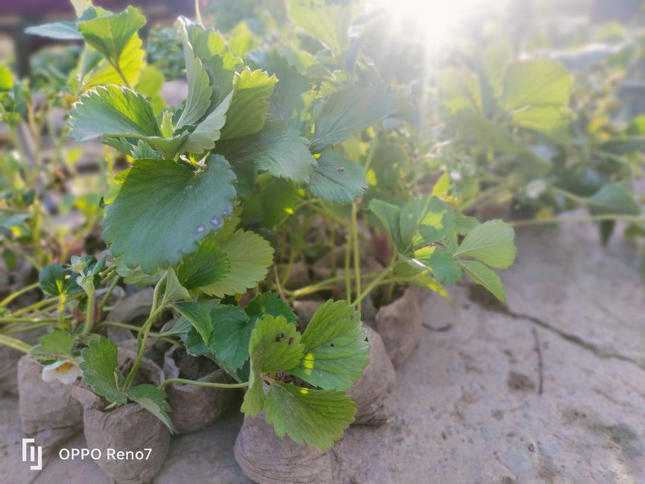 Qulupnoy kucatlari sotiladi