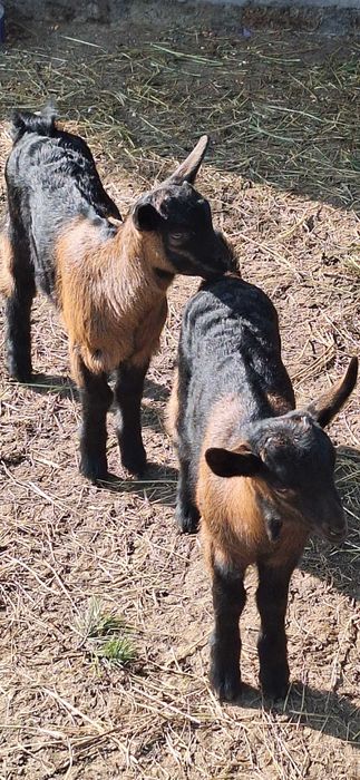 Vanzare iedita alpina franceza