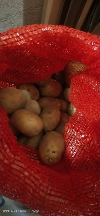 Картофель домашний семенной