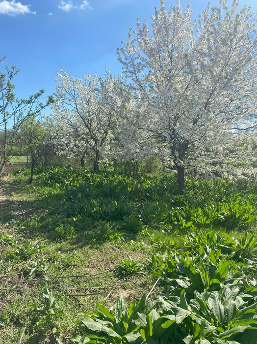 Vand teren Ciolpani  / Schimb cu apartament in Bucuresti