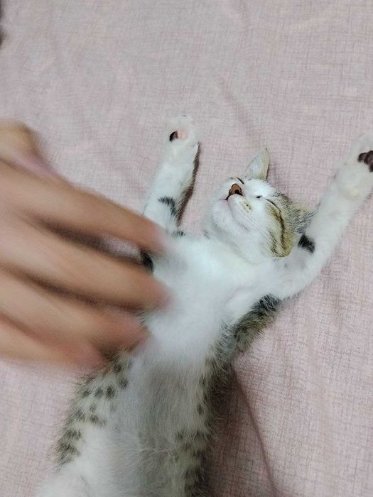 Отдам даром котенка