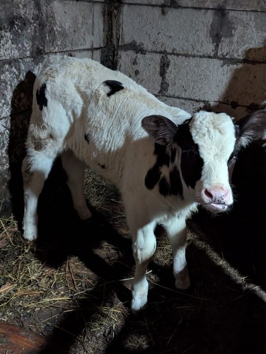 Vând vițea albastru belgian