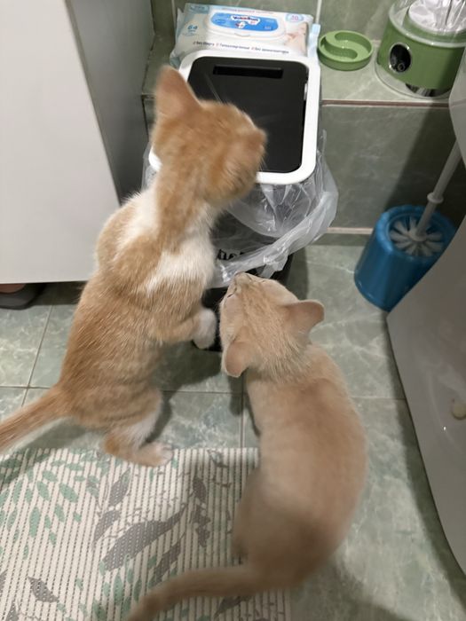 Котята в добрые руки