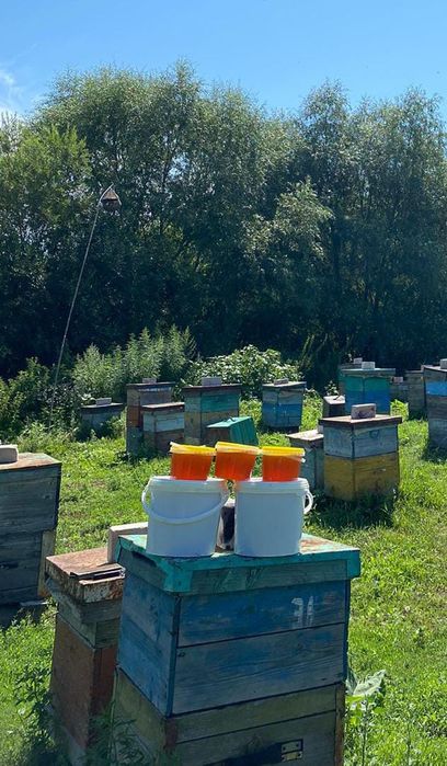 Продам Мёд натуральный