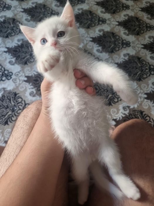 Mushuk sotiladii