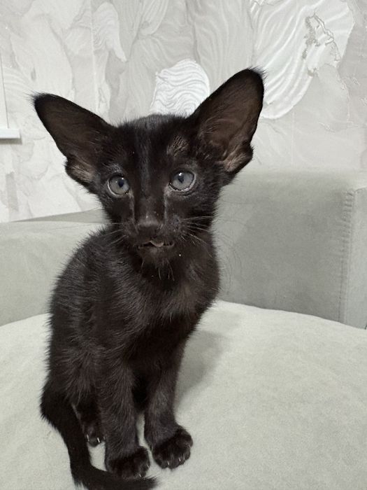 Продам ориентальных малышей