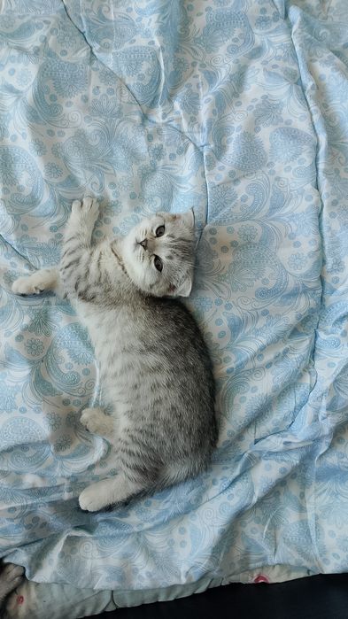 Продам катят скотиш фолд