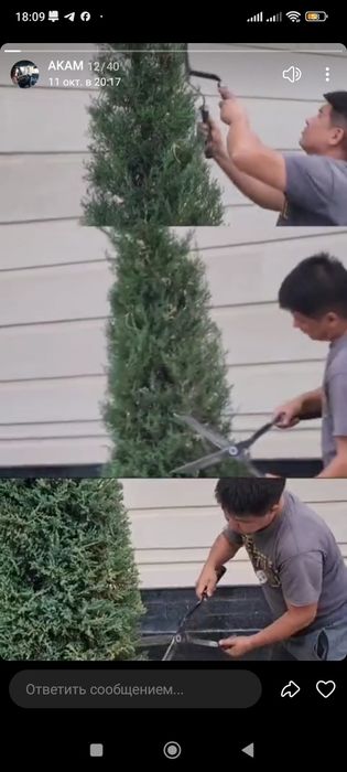 Обрезка деревьев и кустарников лечение сады вредных клещ