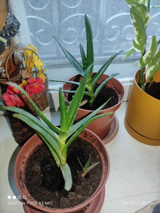 Продам алое  3 годичные