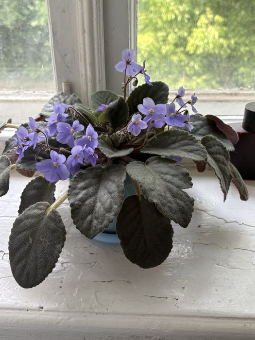 Продам комнатные растения