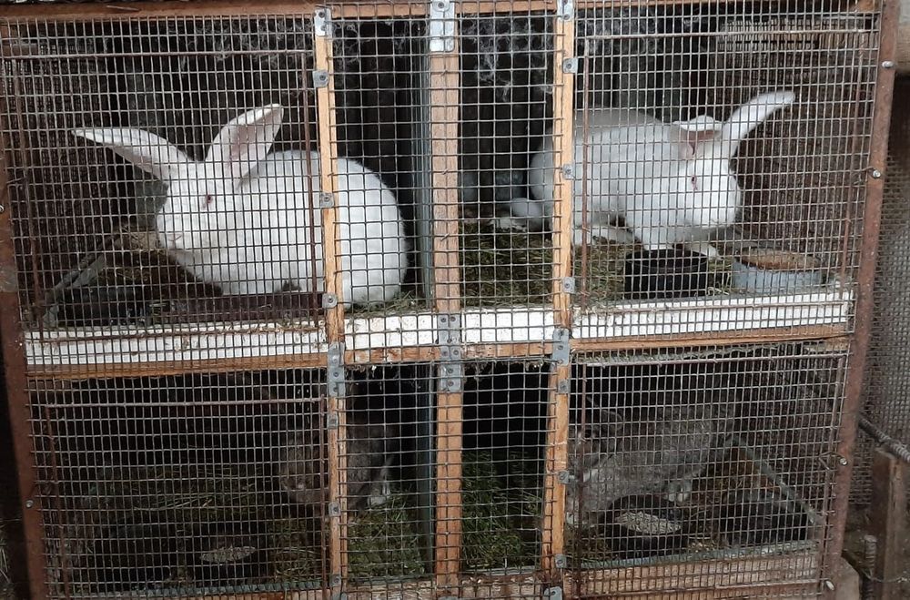 Кролики великан фландр