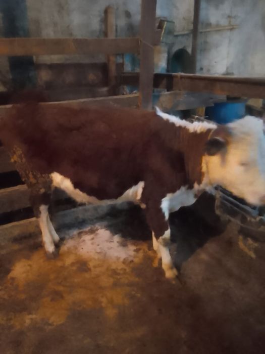 Продам телку год и 3мес