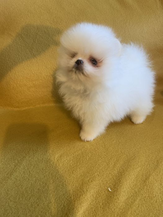 Померан мини померан