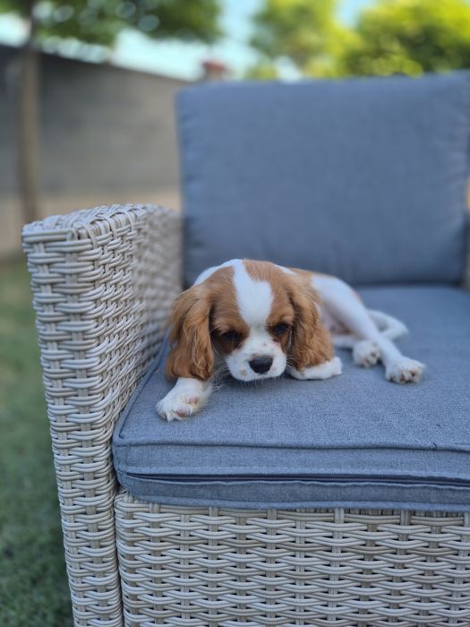Cavalier king charles