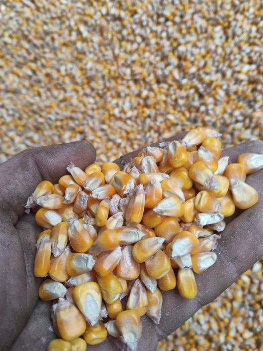 Vând porumb recoltat 2025