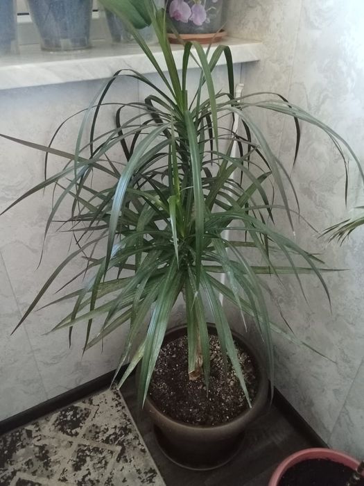 Продам цветы комнатные