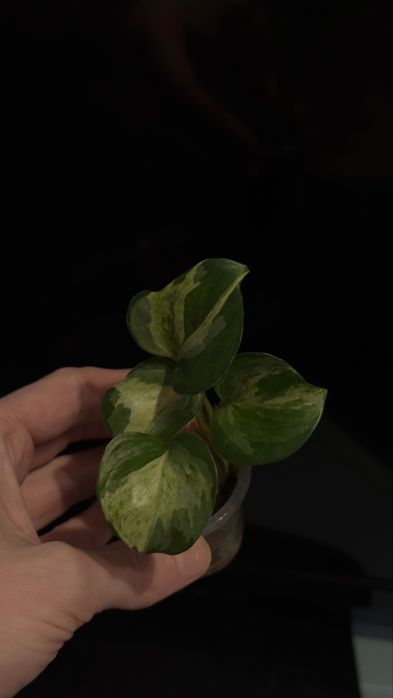 Продам адаптированые растения