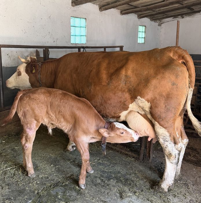 Vaca a2 a fatare cu vitel