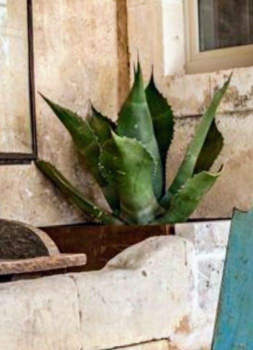 Цветы кактус в доме